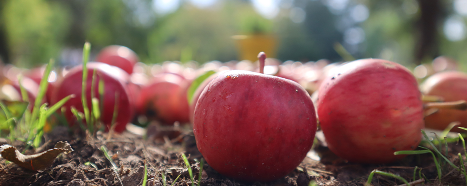 Manzana Pink Lady | Chef Fruit