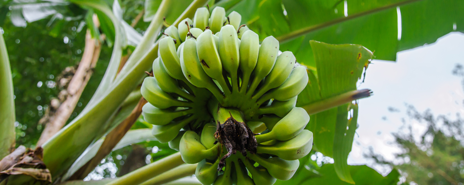 Plátano Canario Verde | Chef Fruit