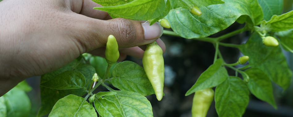 Guindilla Verde Fresca | Chef Fruit