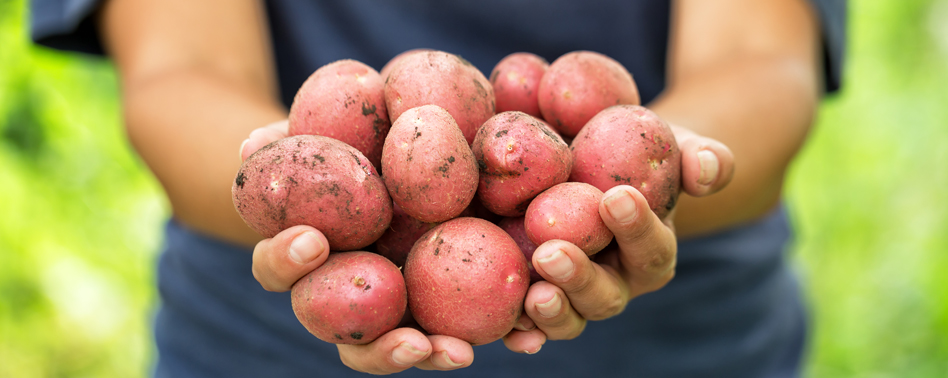 Patata Bolsa Roja 2.5Kg | Chef Fruit