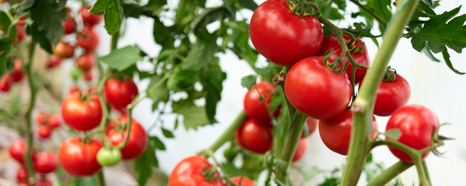 Tomate Colgar Semiseco Ristra | Chef Fruit