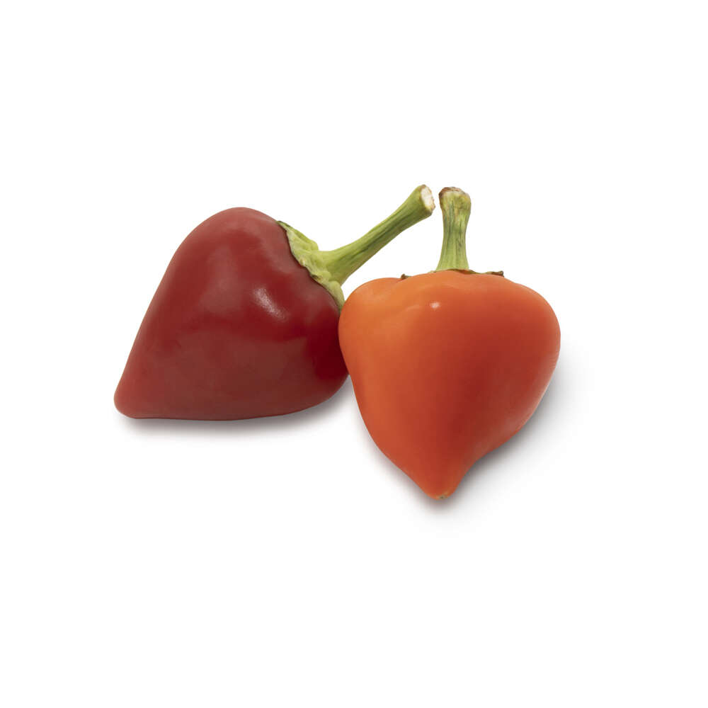 Chile Habanero-Rocotto-Serrano Granel | Chef Fruit