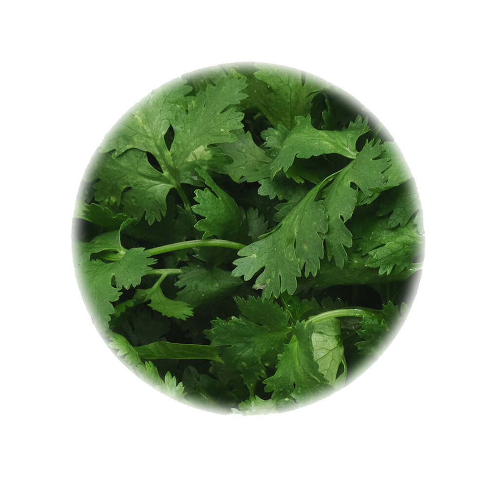 Cilantro Manojo 100Gr aprox | Chef Fruit