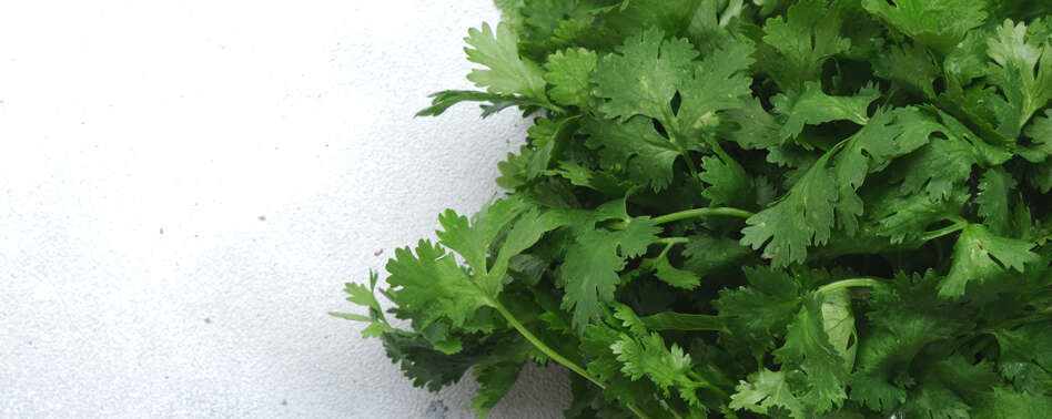 Cilantro Manojo 100Gr aprox | Chef Fruit