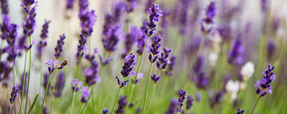 Flor de Lavanda | Chef Fruit