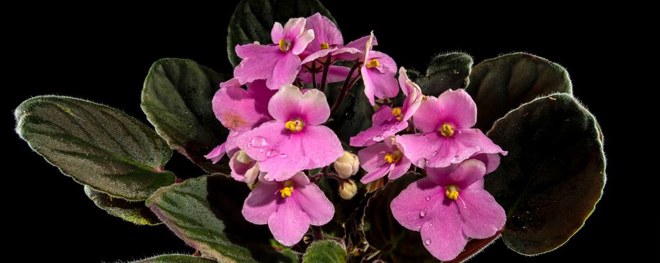 Flor Violas-Mini Pensamientos 20-25 Piezas | Chef Fruit