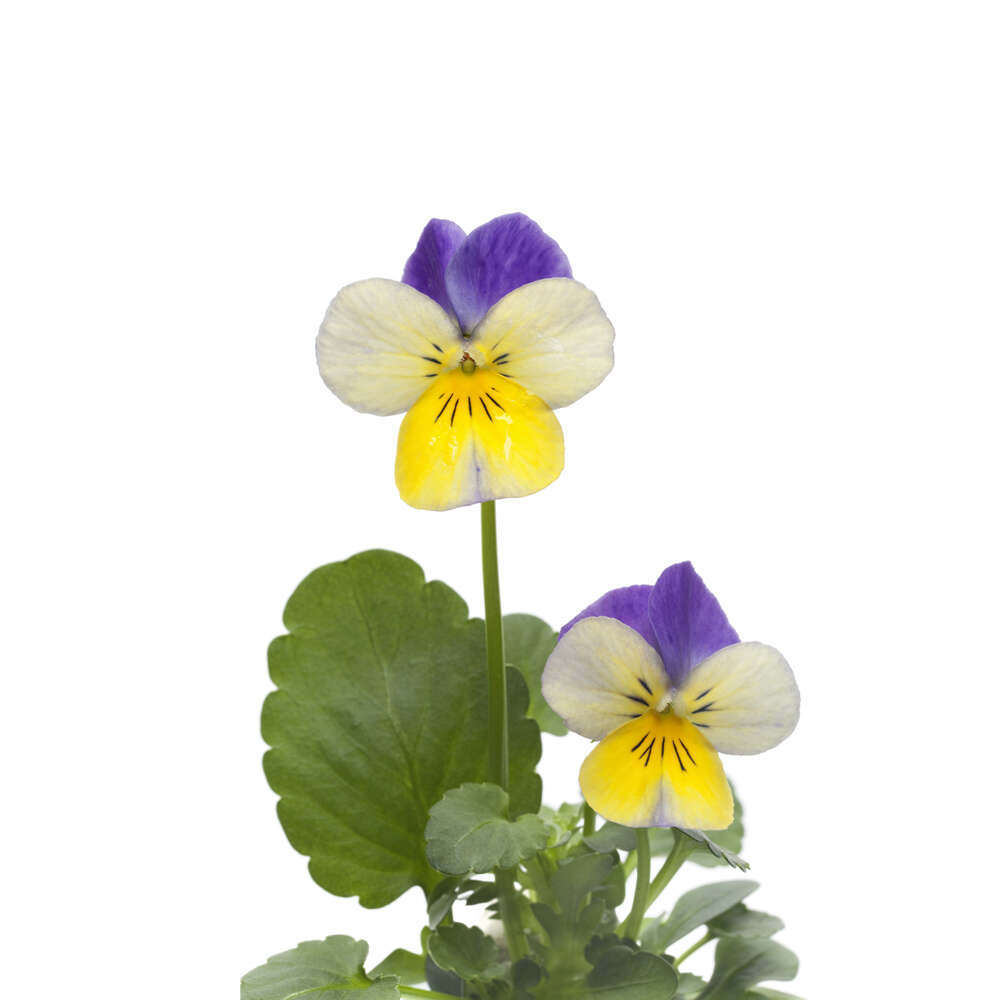 Flor Violas-Mini Pensamientos 20-25 Piezas | Chef Fruit