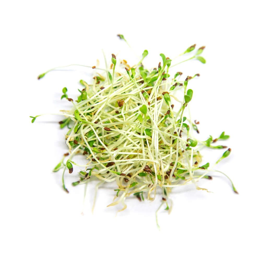 Germinado Alfalfa 100Gr | Chef Fruit