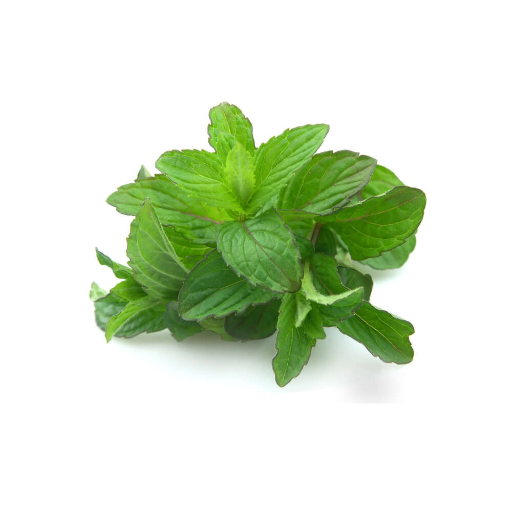 Menta Manojo 100Gr | Chef Fruit